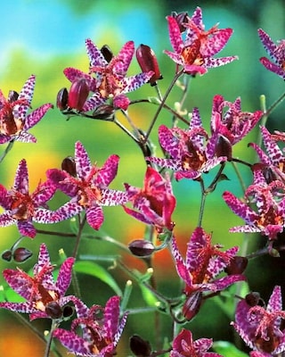 Produktabbildung 1 für Krötenlilie Pinky