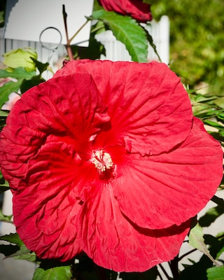 Produktabbildung 1 für XXL Hibiscus Fire