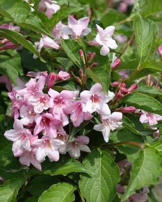 Produktabbildung 1 für Bienenfreund Weigelia "Big Love"
