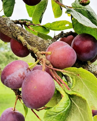 Produktabbildung 1 für Duo-Pflaume