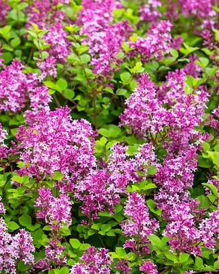 Produktabbildung 1 für Syringa Bloomerang Dark Purple