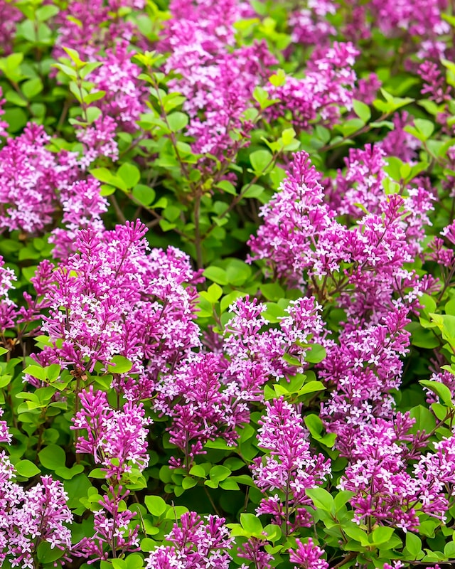Syringa Bloomerang Dark Purple