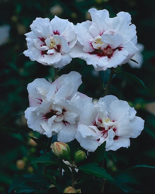 Produktabbildung 2 für Schöner Hibiscus Bicolor