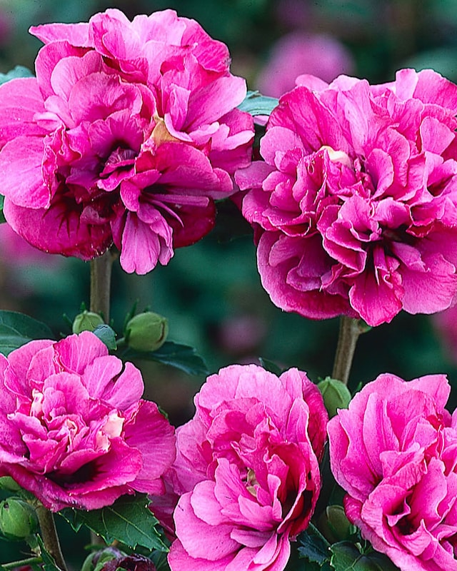 Schöner Hibiscus Bicolor