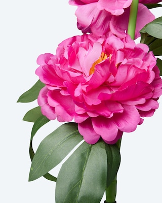 Produktabbildung 3 für Solar-Pfingstrosen, 2er-Set