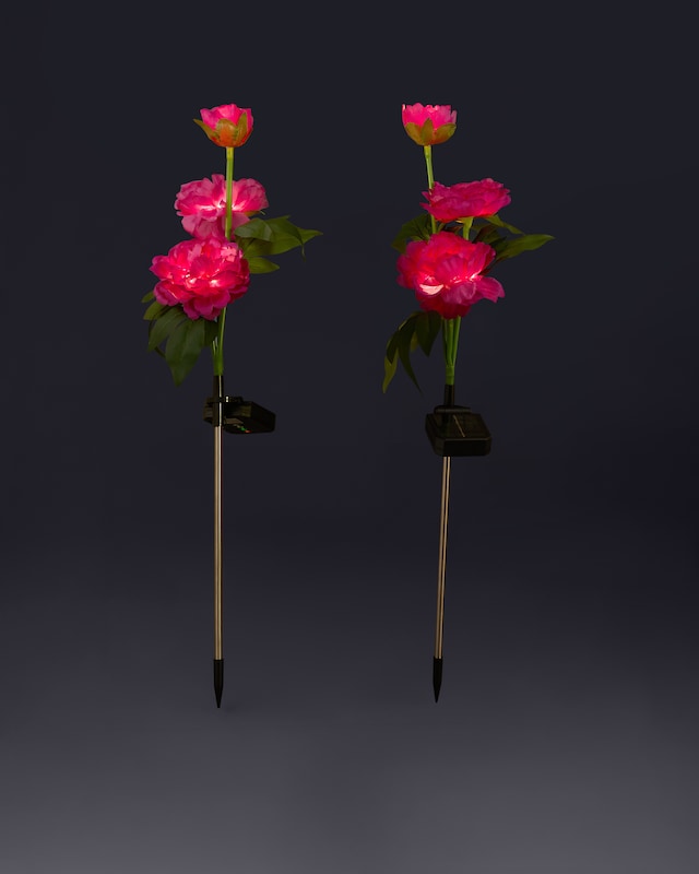 Solar-Pfingstrosen, 2er-Set