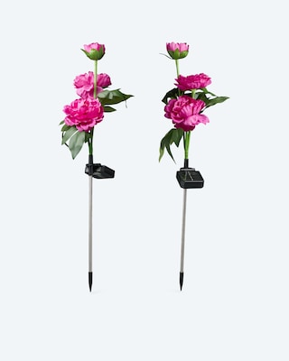 Produktabbildung 2 für Solar-Pfingstrosen, 2er-Set