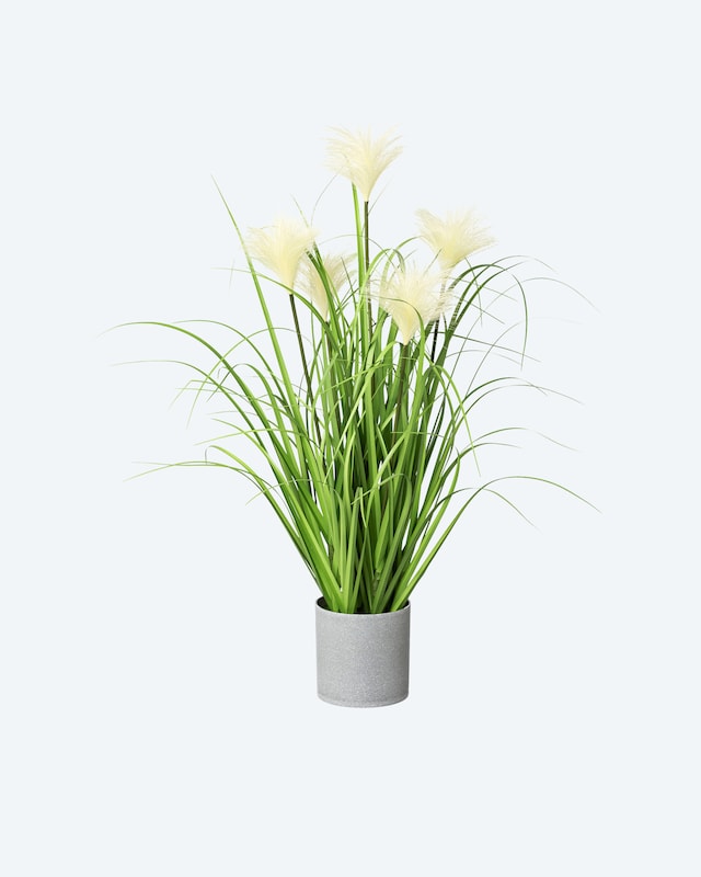 Riedgras im Topf, 66 cm