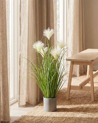 Produktabbildung 2 für Riedgras im Topf, 66 cm