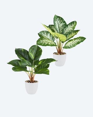 Produktabbildung 1 für Kunstpflanzen-Set Dieffenbachia/Philodendron, 2tlg.