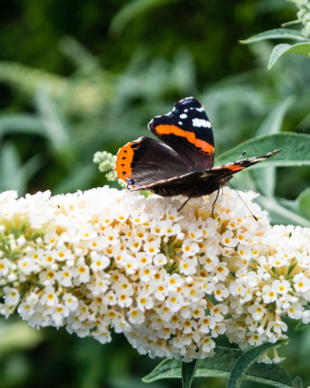 Sommer-Schmetterlingsflieder-Duo
