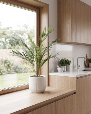 Produktabbildung 2 für Zimmerpalme im Topf