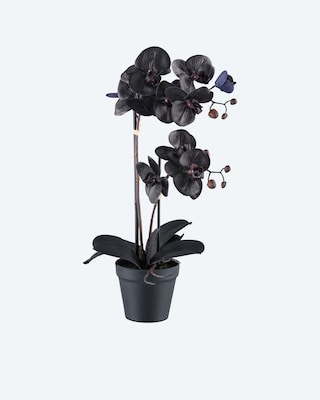 Produktabbildung 1 für Phalaenopsis im Topf