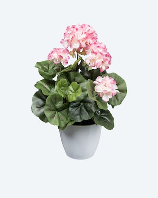 Produktabbildung 1 für Geranienbusch im Topf