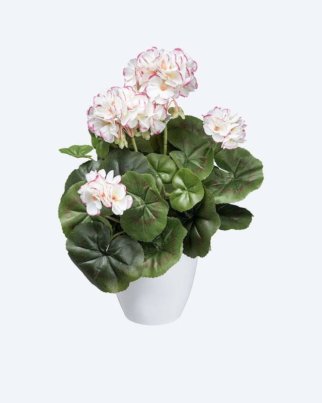 Geranienbusch im Topf