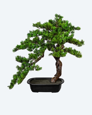 Produktabbildung 1 für Bonsai Myrte in Schale