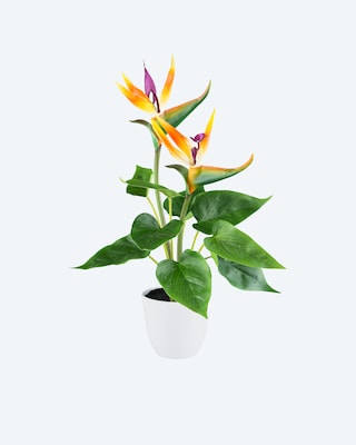 Produktabbildung 1 für Strelitzia im Kunststofftopf