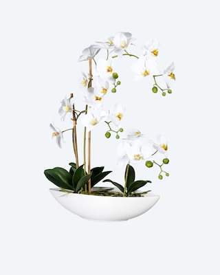 Produktabbildung 1 für Phalaenopsis im Keramikschiff