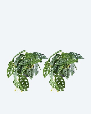 Produktabbildung 1 für Monstera adansonii Hängepflanze im Topf
