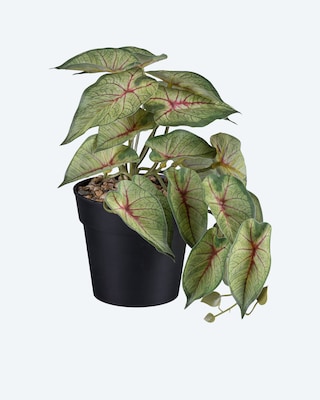 Produktabbildung 3 für Kunstpflanzen-Set, 3tlg.