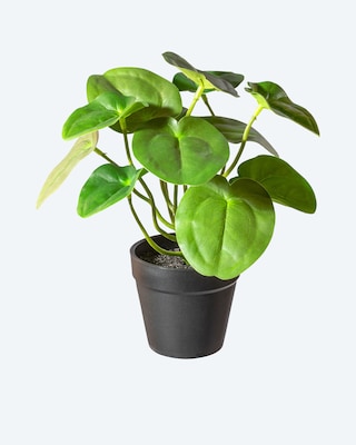 Produktabbildung 4 für Kunstpflanzen-Set, 3tlg.