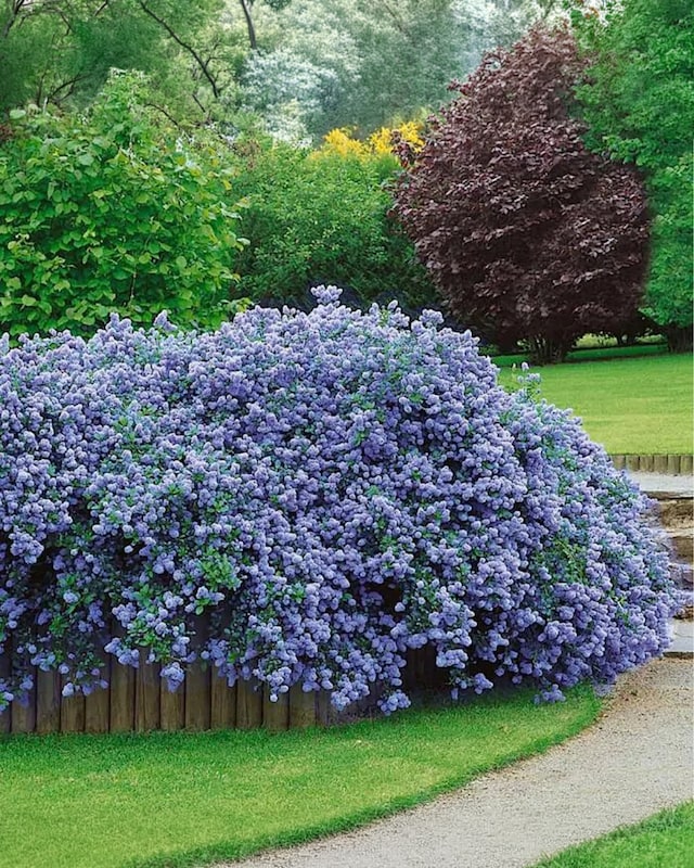 Bodendecker Duftstrauch "Repens"