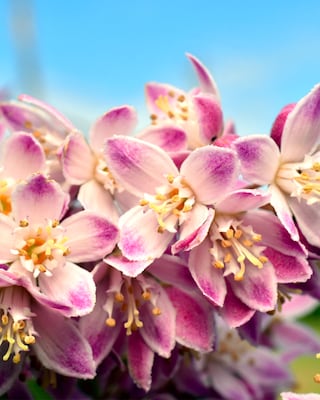 Produktabbildung 2 für Deutzia "Perle Rose"
