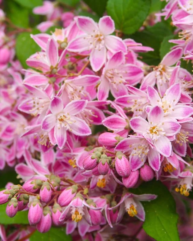 Deutzia "Perle Rose"