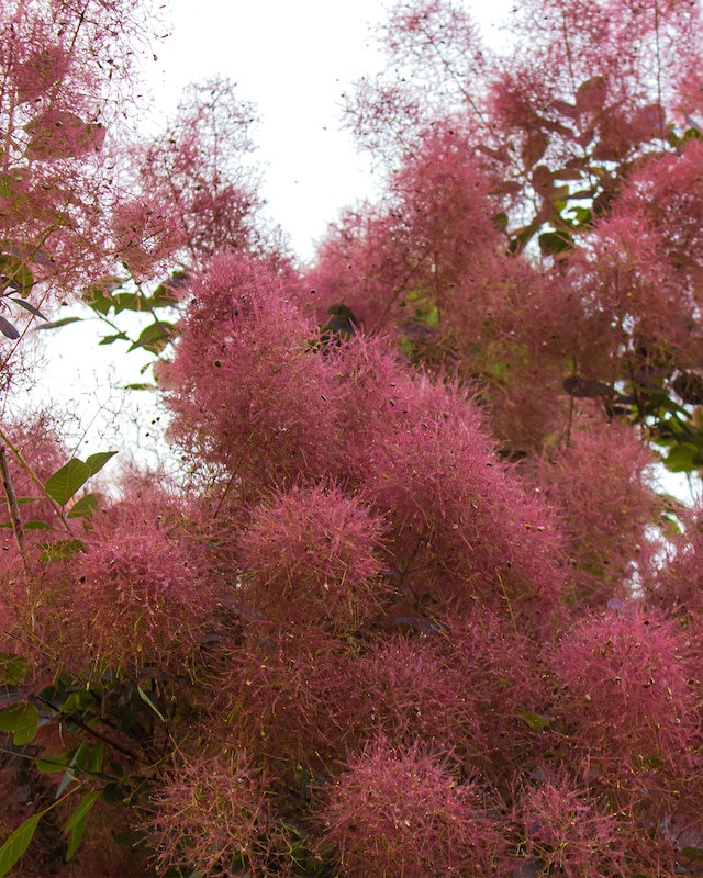 Cotinus "Royal Purple"